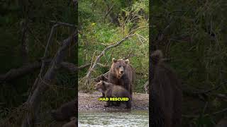 Cop Stumped When Bear Refuses To Move Looks Closer And Acts Fast animals [upl. by Gemini]