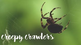 creepy crawlers  Original Song  VEDA six [upl. by Bina252]