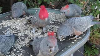 Ganggang update 3 August 2024 14 Ganggangs this morning 10 in video [upl. by Broderic762]