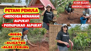 Petani Pemula Alpukat Mencoba Menanam Alpukat Pemupukan Alpukat Alpukat Miki Alpukat Nikol dll [upl. by Eidahs895]