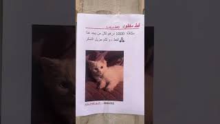 الله يجازيكم بالخير مكافأة😻 1000 درهم لي لقى هاد القط تحديدا انزكان تراست الرمل اللي شافو يتاصل [upl. by Rem433]