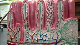 Intestinal Layers [upl. by Det]