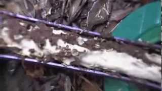 Active Termites Feeding on Recruit® HD Bait [upl. by Addie]