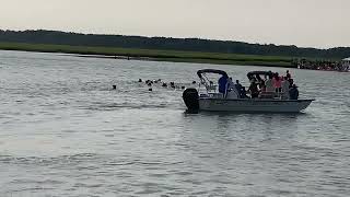 99th Annual Chincoteague Pony Swim  Swim Back  July 26 2024 [upl. by Fulbert221]