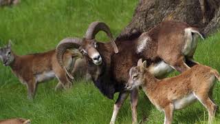 Interesting facts about mouflon by weird square [upl. by Frere]