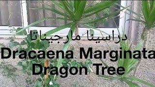 نباتات الزينه  دراسينا مارجيناتا طرق العنايه Dracaena Marginata [upl. by Oderfodog297]