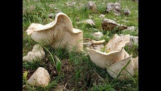 Çaşır MANTARI Türkiyenin en büyük mantarıamp فطر amp Mushroom [upl. by Itin11]