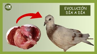 ASÍ CRECE UNA PALOMA DURANTE DOS MESES  EVOLUCIÓN DE CRECIMIENTO DESDE EL NACIMIENTO A LOS 60 DÍAS [upl. by Azrim721]