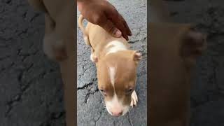 5 weeks Redboy American PitBull Terrier🇺🇸😍🔥🧬 viral short realapbt mbktv gamepitbull [upl. by Acina]