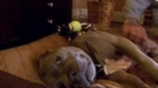 Creature Gets Adopted  Pit Bulls amp Parolees [upl. by Yerhcaz]