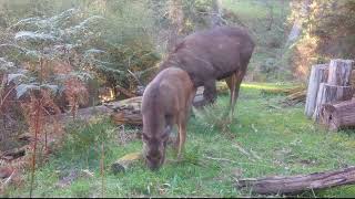 oh the serenity  wild deer  high country Tolmie Victoria Australia 4K Trail camera footage [upl. by Gyimah]