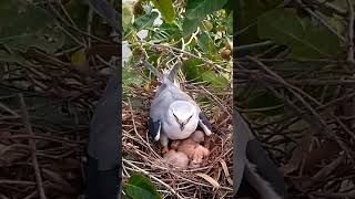 Blackwinged kite Bird in the nest protects the baby from two other birds attacking [upl. by Farny]