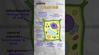 Features of Plant Cell  IGCSE Biology 0610  Cambridge Biology CAIE O Level A Level igcsebiology [upl. by Berard]