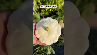 Picking Another Patty Pan Squash shorts garden plants [upl. by Handel223]