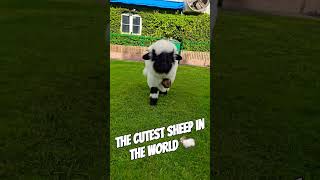 My Valais Blacknose sheep  Saturn is the cutest sheep in the world 世界上最可愛的土星，瓦萊黑鼻羊土星 （4個月大） [upl. by Ayocat]