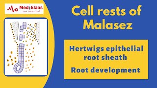 Cell rests of Malasez l Hertwigs epithelial root sheath l Tooth root development l Mediklaas [upl. by Kaslik]