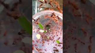 Short timelapse of our Atta sexdens colony after we feed them with fresh leafs antstore antcube [upl. by Onitnerolf]