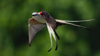 Baby Scissortailed Flycatcher First Flight from Nest  Bird Documentary  Weekend Bird song [upl. by Akimed419]