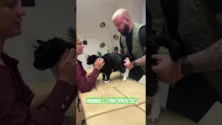 Animals Chiropractic 💚💚asmr cat dogshorts katze animals foryou türkiye [upl. by Kristos9]