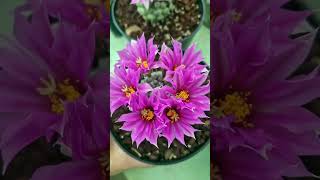 Mammillaria schumanni f monstrose 2024 [upl. by Einaoj]