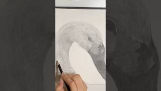 Bewick’s Swan Sketch art swan bird sketch sketchbook artist pencildrawing classicalmusic [upl. by Namaan]