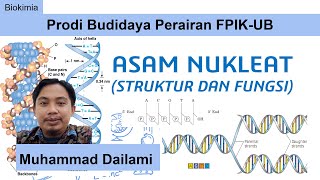 Biokimia Struktur dan Fungsi Asam Nukleat [upl. by Calesta861]