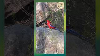 Vibrant Crimson Rosella Exploring the Australian Forest  Dharug Country [upl. by Sonstrom]