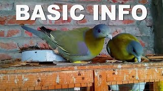 YELLOW FOOTED GREEN PIGEON BASIC INFORMATION [upl. by Bella667]