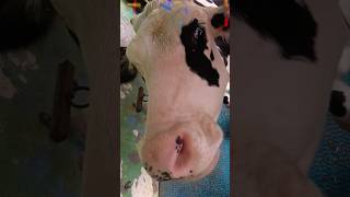 Cute Hf heifer shorts new cow status  youtube shorts 2024  Krishna bhajan 🙏🙏 [upl. by Ashling]