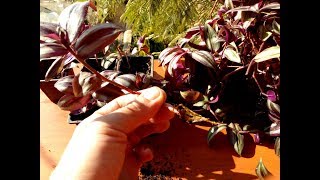 How to grow Tradescantia Zebrina from cutting Jew Plants [upl. by Adnirim633]