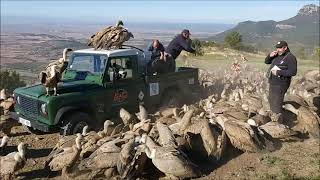 BUITRES GRUPO ORNITOLOGICO OSCENSE Comedero de aves necrófagas del Tiacuto Sierra de Guara Huesca [upl. by Cortney303]