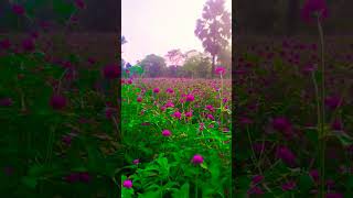 Gomphrenaअब ठंड तक रंगीन फूल देता हैgomphrena flowergardenflowers flowers NishaBhartie9o [upl. by Ignatia]