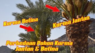 PERBEDAAN POHON KURMA JANTAN DAN BETINA [upl. by Earased]