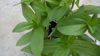 462  Easy method to quickly grow ZINNIA from cuttings without rooting hormone Hindi Urdu 30717 [upl. by Gretal]