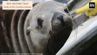 Bay Nature Talk Seals of the Farallon Islands [upl. by Devlen]