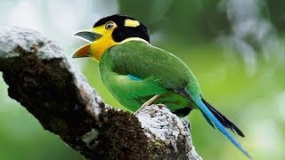 Madi Injap  Suara Burung Madi Injap long tailed broadbill  Master Durasi Panjang [upl. by Annaear]