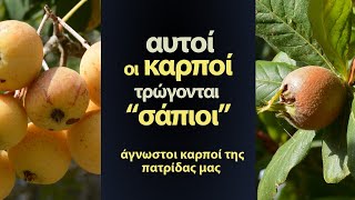 Άγνωστοι καρποί της πατρίδας μας Sorbus domestica  Mespilus germanica [upl. by Gates139]