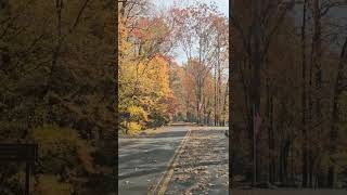 Peak Fall in elkmont hike greatsmokymountains [upl. by Adnorehs]