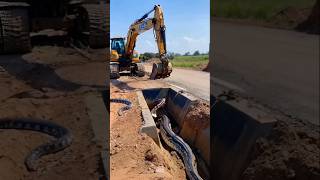 python appears in gutter startles excavator youtubeshorts [upl. by Syned]