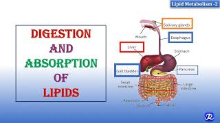 2 Digestion amp Absorption Of Lipids  Lipid Metabolism2  Biochemistry  NJOY Biochemistry [upl. by Nylinej58]