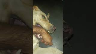 Ye haat hata le jimmy doglover labrador dog trending love youtubeshorts [upl. by Hege]