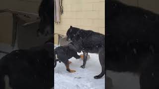 Alpha Dog Disciplines Bulldog [upl. by Allerus]