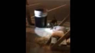 Dog ratting Washington DC trash can [upl. by Cirilla493]