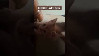 Who is that chocolate boy cute kitten [upl. by Allemap]