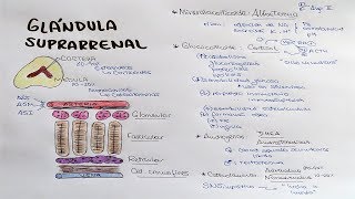 Glándula suprarrenal Aldosterona Cortisol DHEA Androstenediona [upl. by Elita]