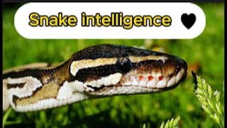 Snake intelligence [upl. by Orhtej]