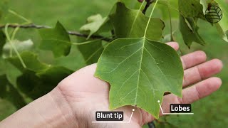 Tulip tree  Liriodendron tulipifera [upl. by Anitneuq]