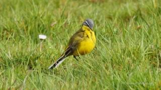 Western Yellow Wagtail Motacilla flava  Schafstelze bzw Wiesenschafstelze 03 [upl. by Irehs]