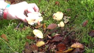 Easy Edible Fungi Guide 2 Yellow Russula [upl. by Fisk893]