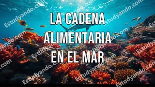 La cadena alimentaria en el Mar [upl. by Ylevol]